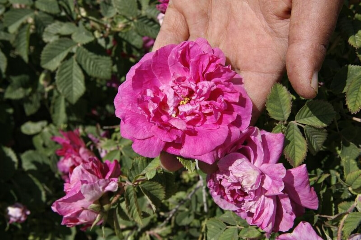 Damaszener Rosenwasser 250ML